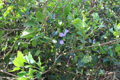 Strobilanthes foliosa